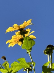 Tithonia diversifolia