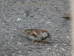 Passer domesticus