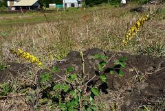 Crotalaria pallida