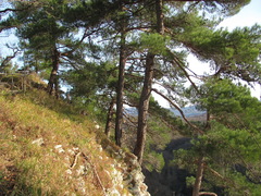 Pinus brutia pityusa