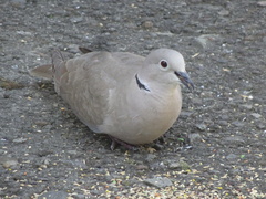 Streptopelia decaocto