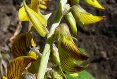 Crotalaria pallida