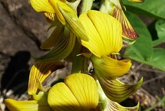 Crotalaria pallida