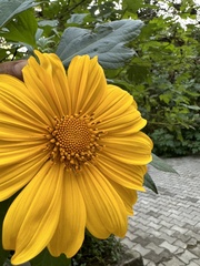 Tithonia diversifolia