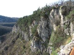 Pinus brutia pityusa
