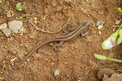 Liolaemus cyanogaster