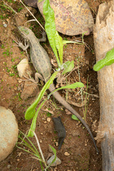 Liolaemus chiliensis