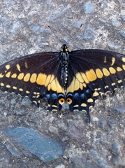 Papilio polyxenes stabilis