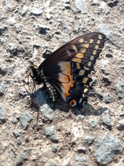 Papilio polyxenes stabilis