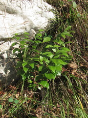 Ruscus colchicus
