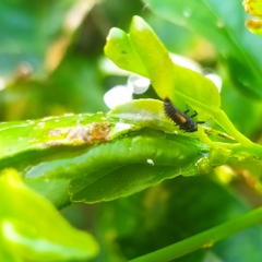 Harmonia axyridis