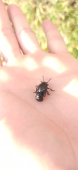 Timarcha tenebricosa
