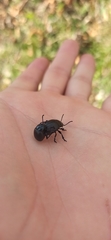 Timarcha tenebricosa