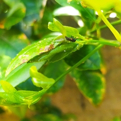 Harmonia axyridis