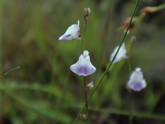 Utricularia livida