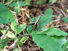 Phlaeoba fumosa