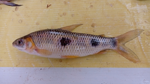 Ecuadorian leporinus (Leporinus ecuadorensis) — Anostomidae — 2