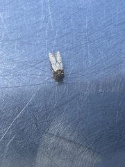 Clogmia albipunctata