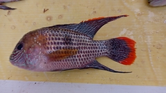 Andinoacara rivulatus