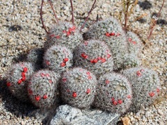 Mammillaria tetrancistra