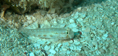 Gnatholepis thompsoni