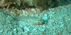 Gnatholepis thompsoni