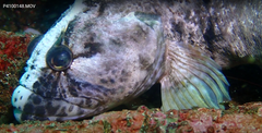 Auchenionchus microcirrhis