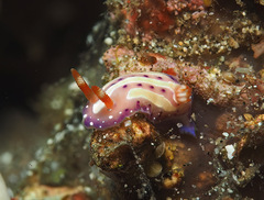 Mexichromis aurora