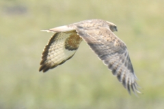 Buteo rufinus