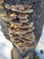 Trametes hirsuta