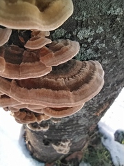 Trametes hirsuta