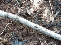 Odontomachus