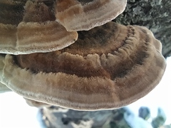 Trametes hirsuta