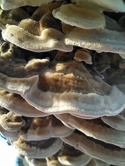 Trametes hirsuta
