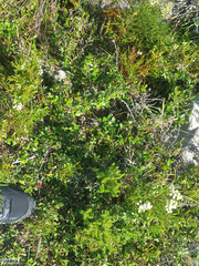 Cliffortia ferruginea