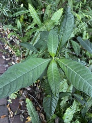 Psychotria tenuifolia