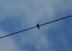 Pygochelidon cyanoleuca