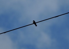 Pygochelidon cyanoleuca