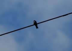 Pygochelidon cyanoleuca