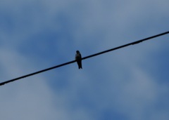 Pygochelidon cyanoleuca
