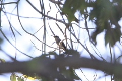 Mellisuga minima