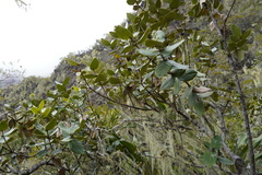 Dombeya