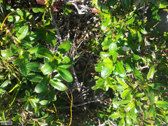 Cliffortia ferruginea