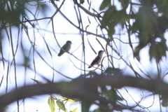 Mellisuga minima