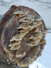 Trametes hirsuta