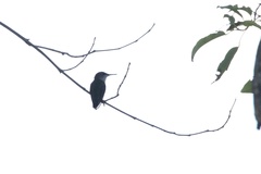 Mellisuga minima
