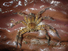 Heteropoda onoi