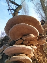 Trametes hirsuta