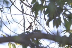 Mellisuga minima