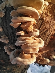 Trametes hirsuta